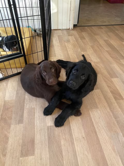 Flatcoated Retriever